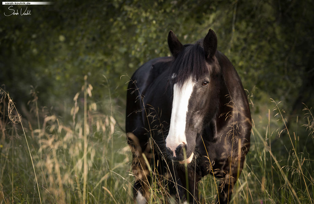 Shire Horse