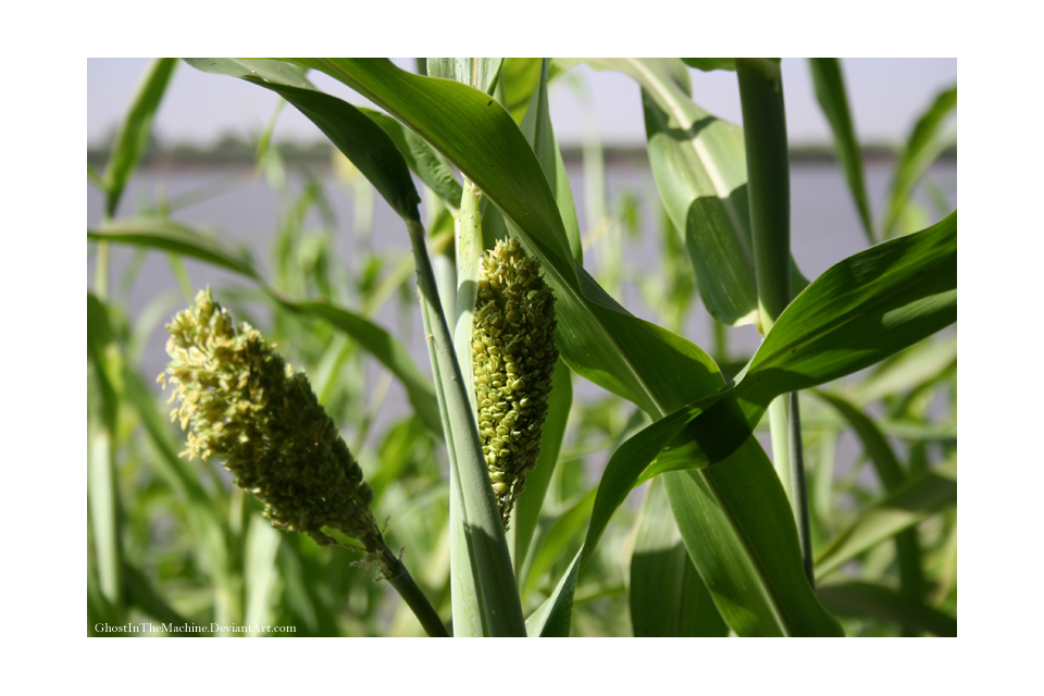 Green Corn