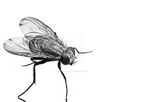 House Fly