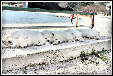 .Snow.Puppies.