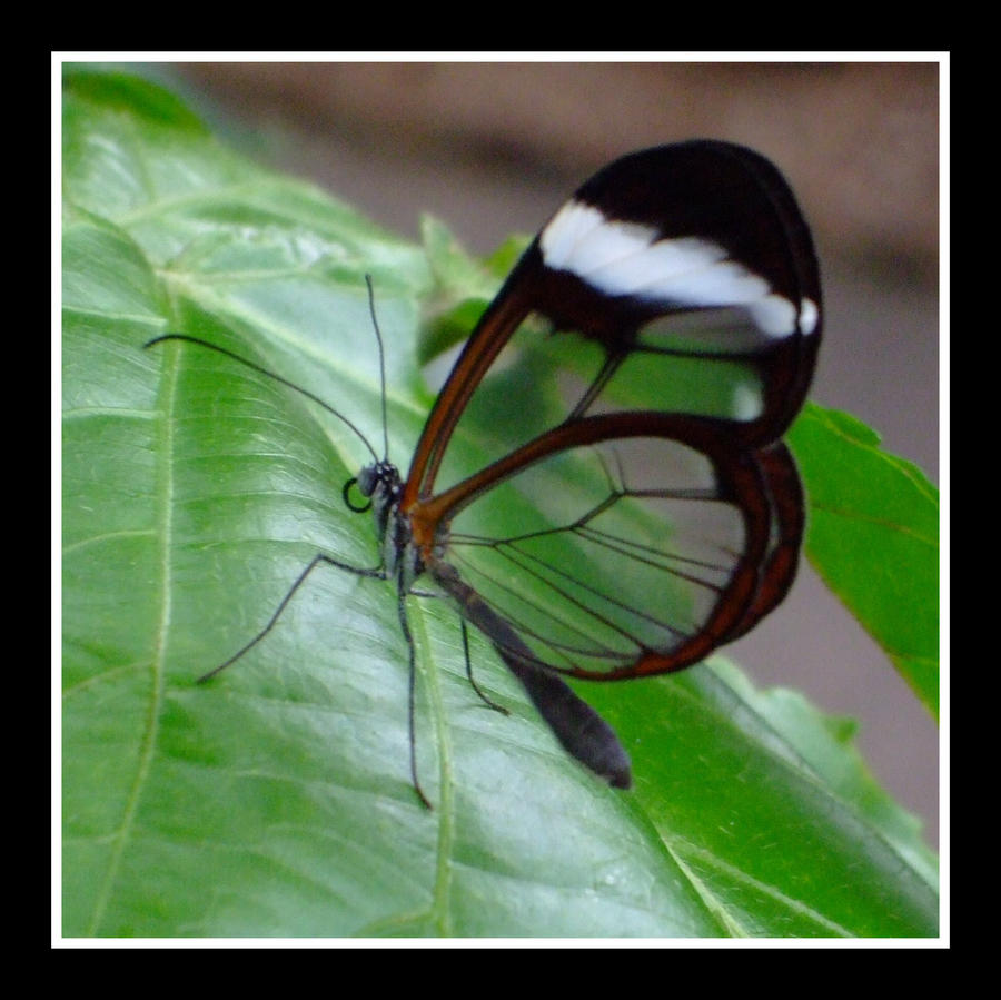 Glasswing butterfly