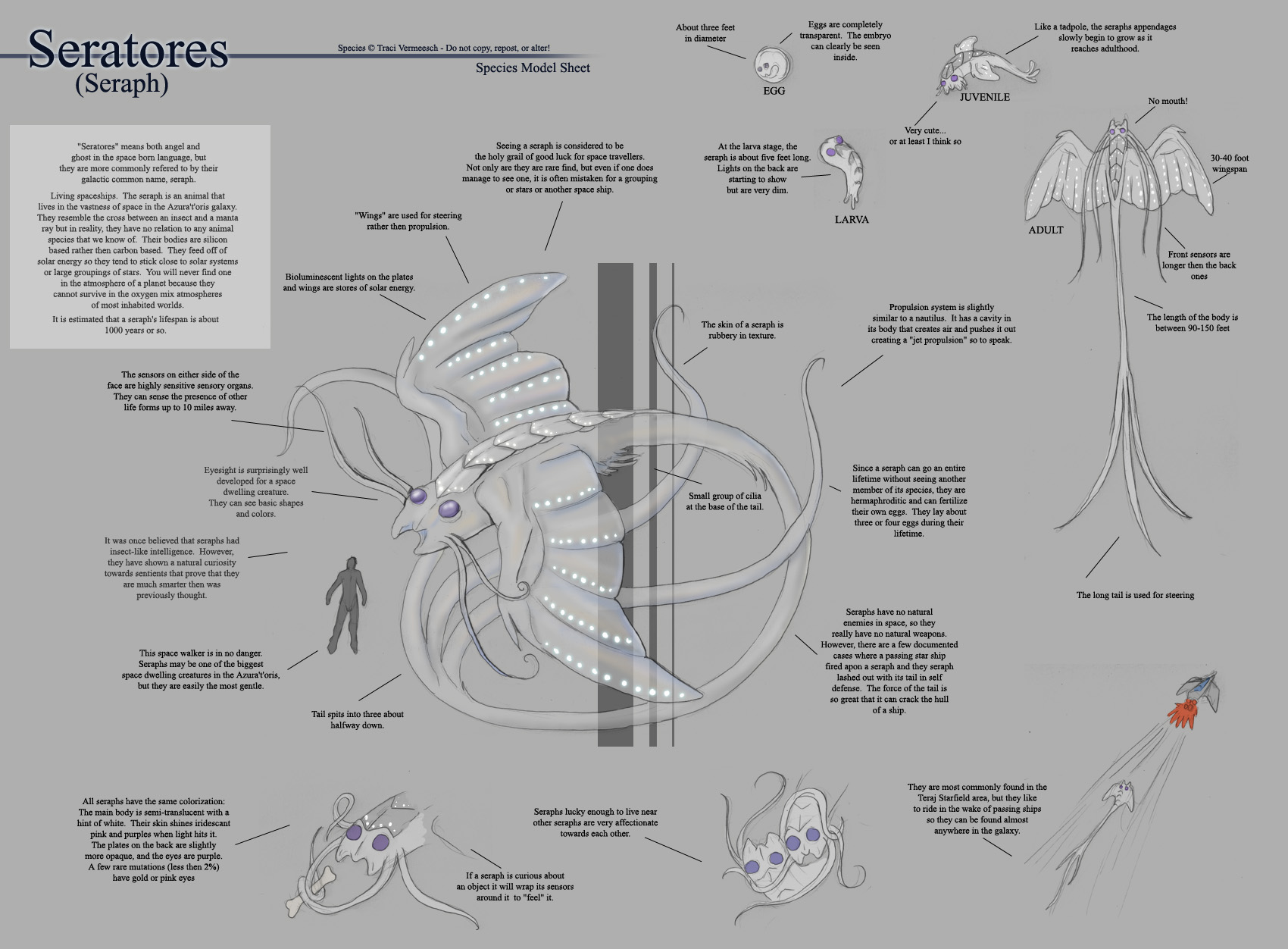 Seraph - Species Sheet