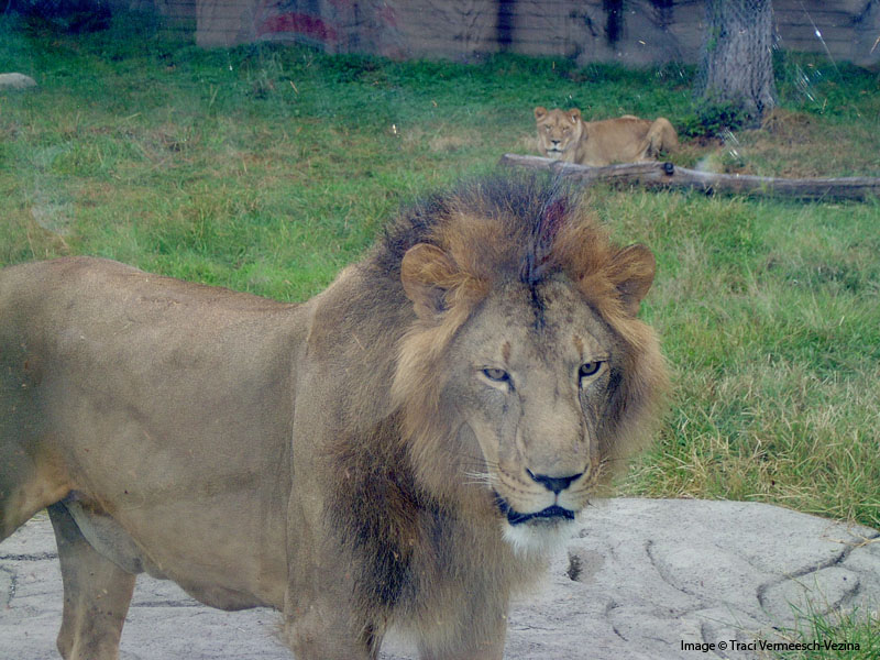 Московский зоопарк лев Московский зоопарк лев