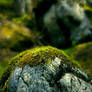 barns-en stone moss