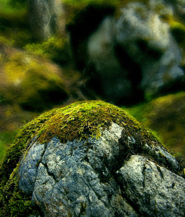 barns-en stone moss