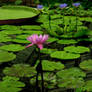 barns-en water lily