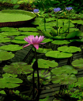 barns-en water lily