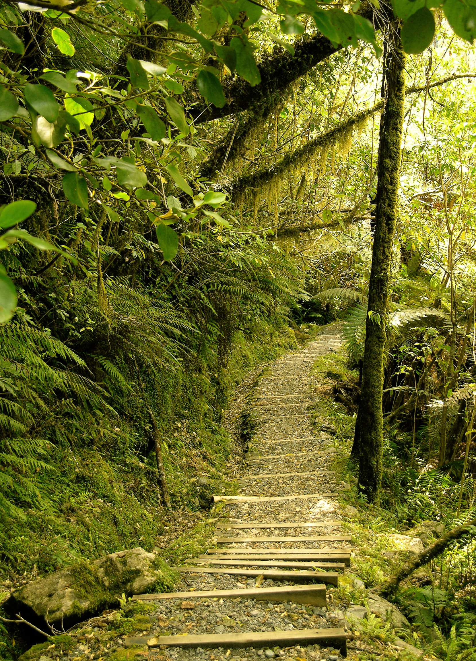 barns-en fox rainforest