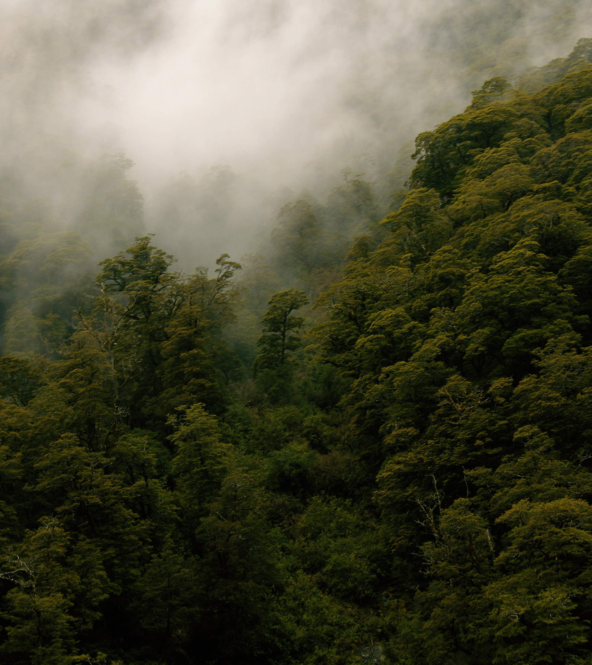 barns-en westland rainforest