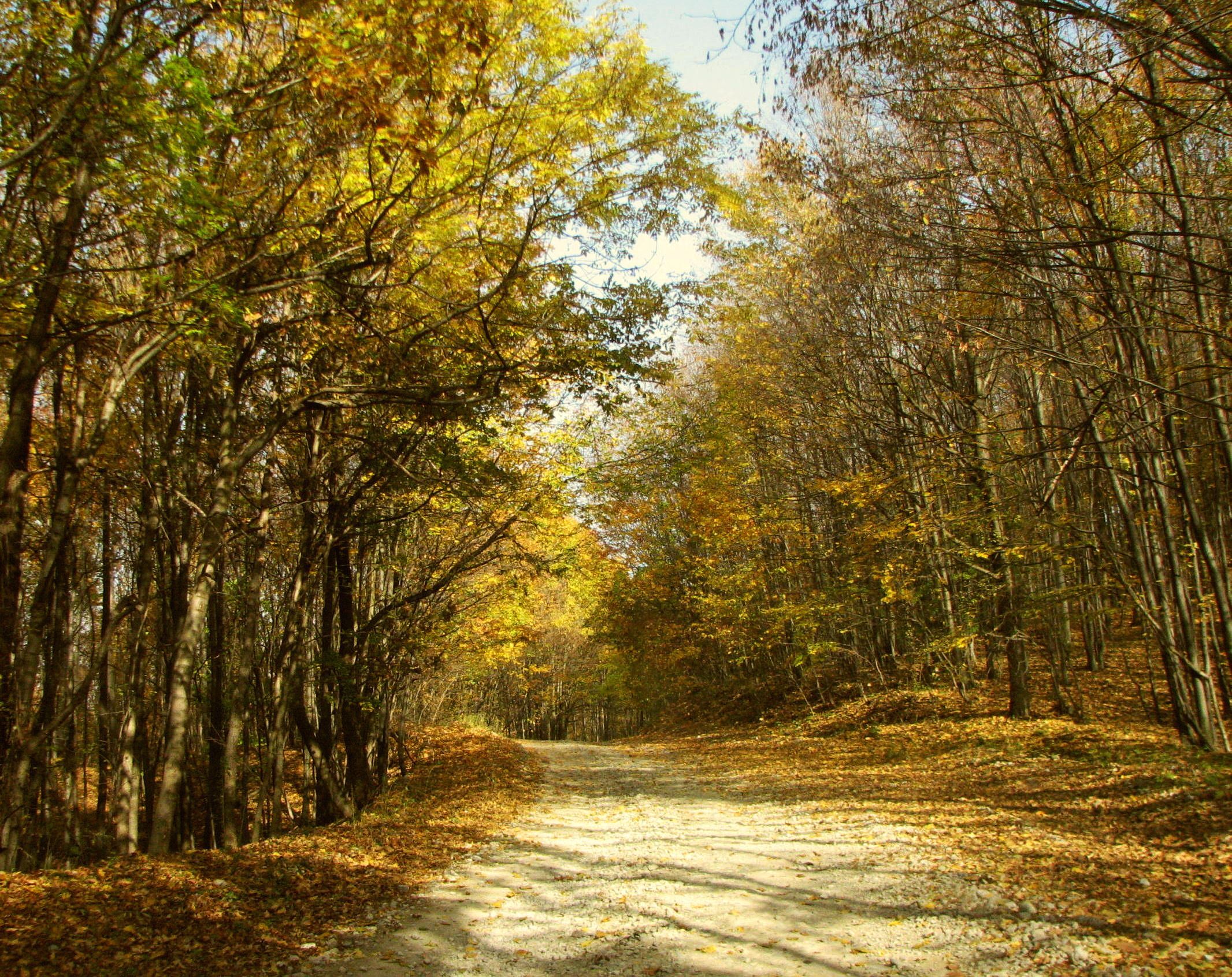 Autumn Colors