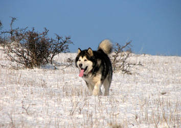 Athos the Alaskan Malamute by stefanpriscu