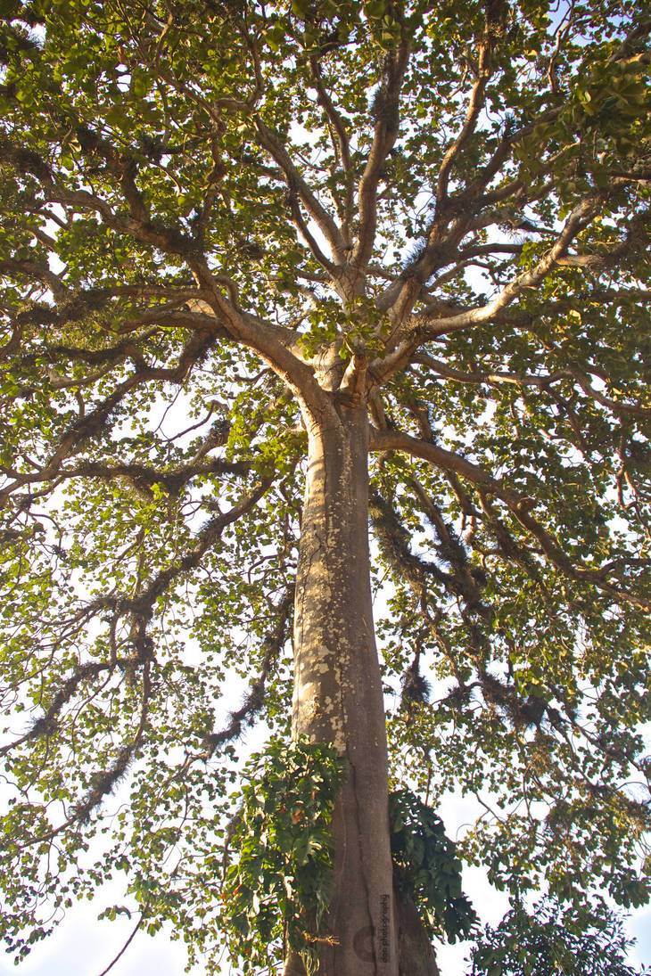 Intaran Tree Intreensic by dialce01 on DeviantArt