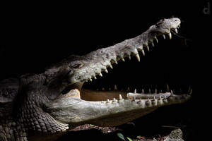 Croc me up!