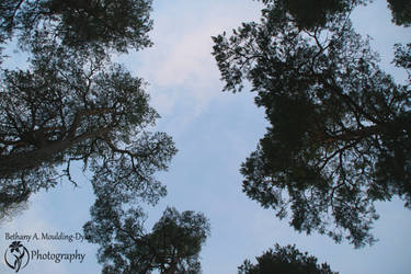 Trees silhouette