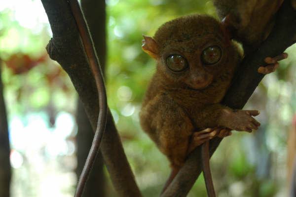 A Tarsier