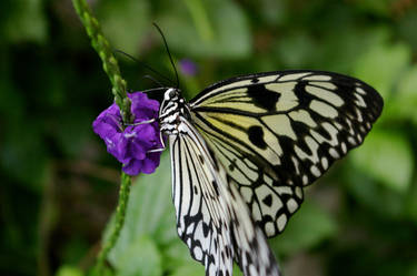 Rice Paper Butterfly