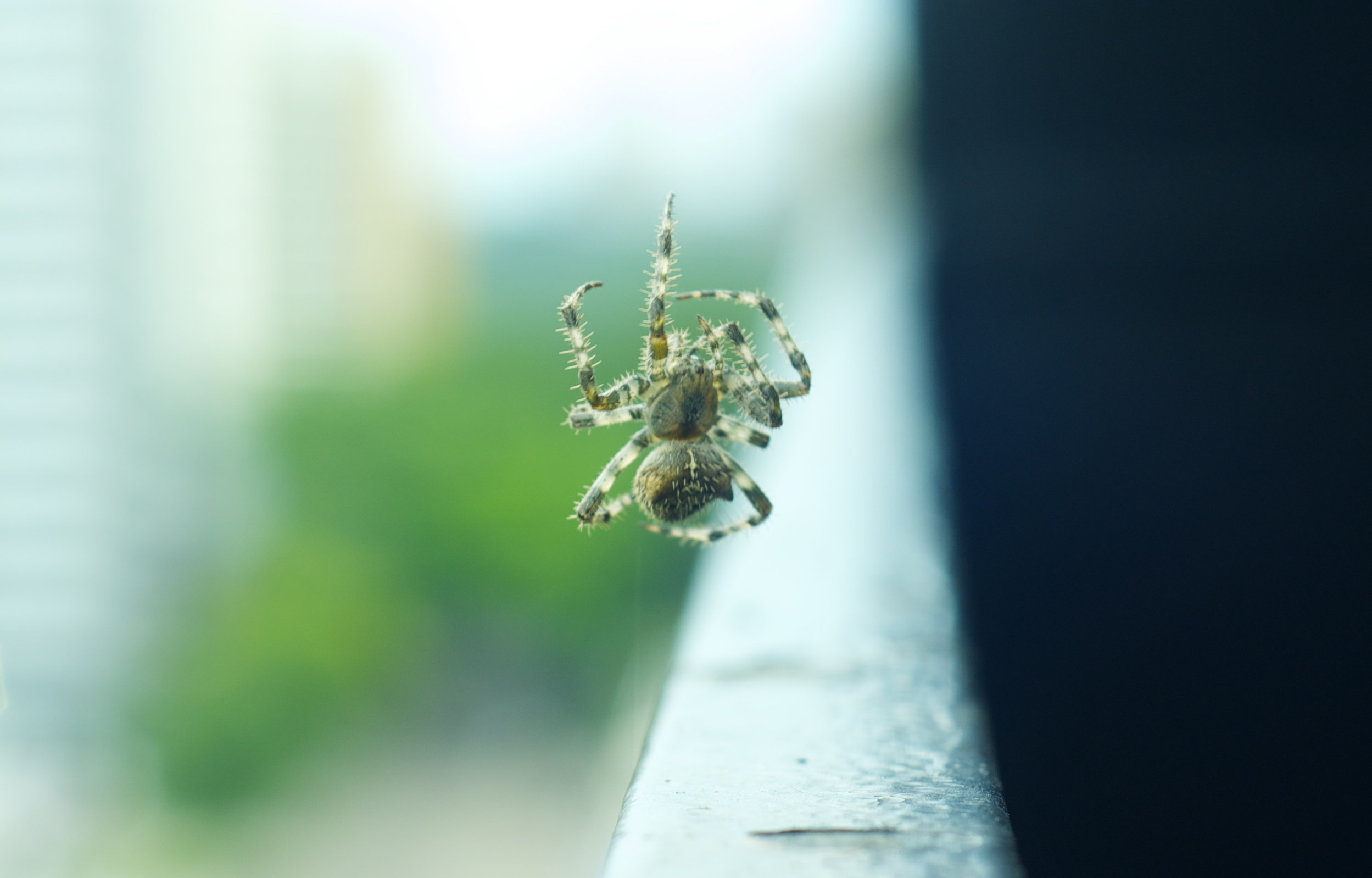 Orb Spider