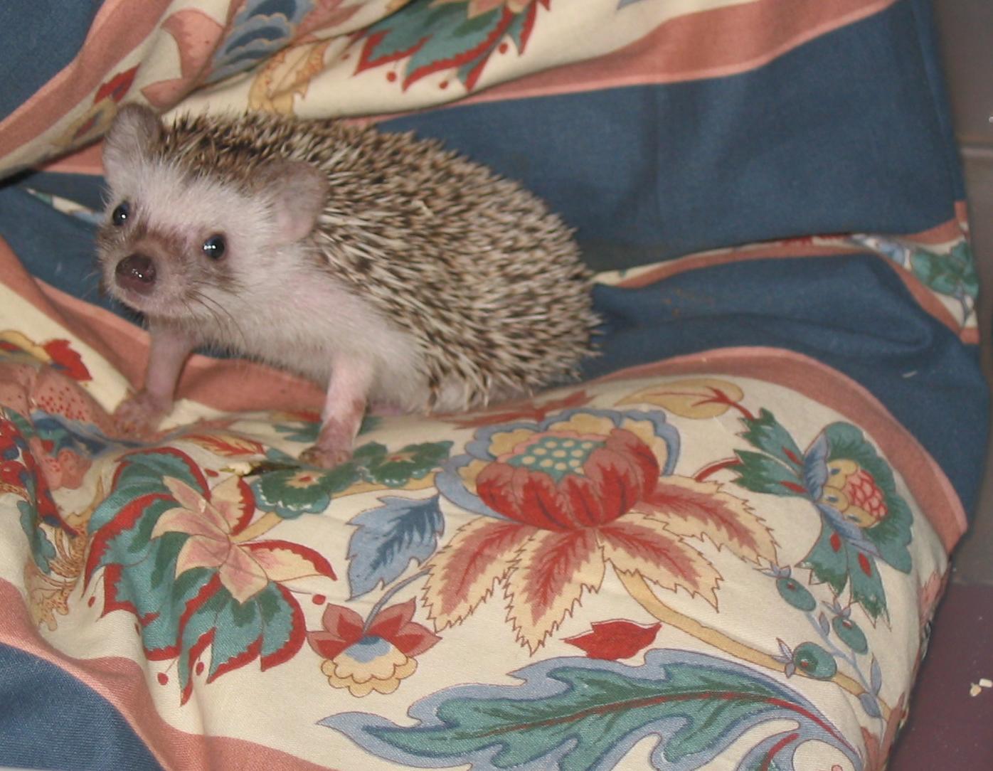 Lucky The Hedgehog