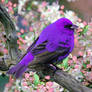 Purple Jay