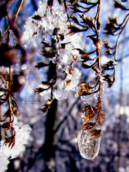 Winter Wisteria