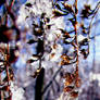 Winter Wisteria