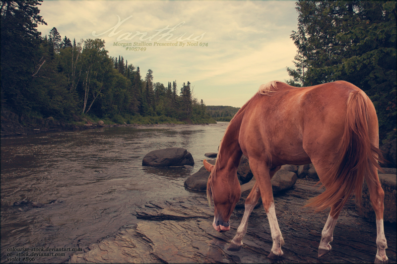 chestnut river