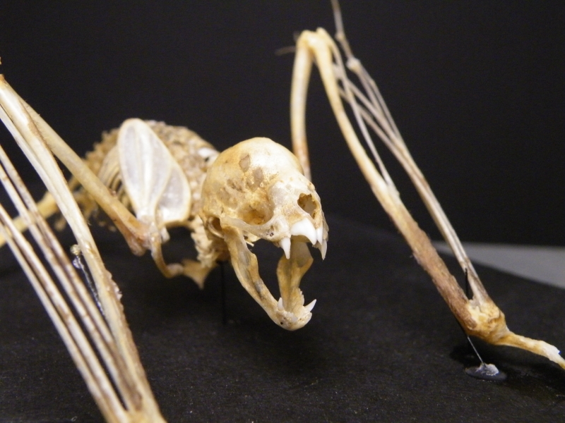 Vampire bat by Mokele on DeviantArt