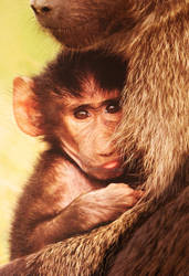 Baby Baboon