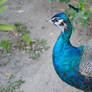 male peacock