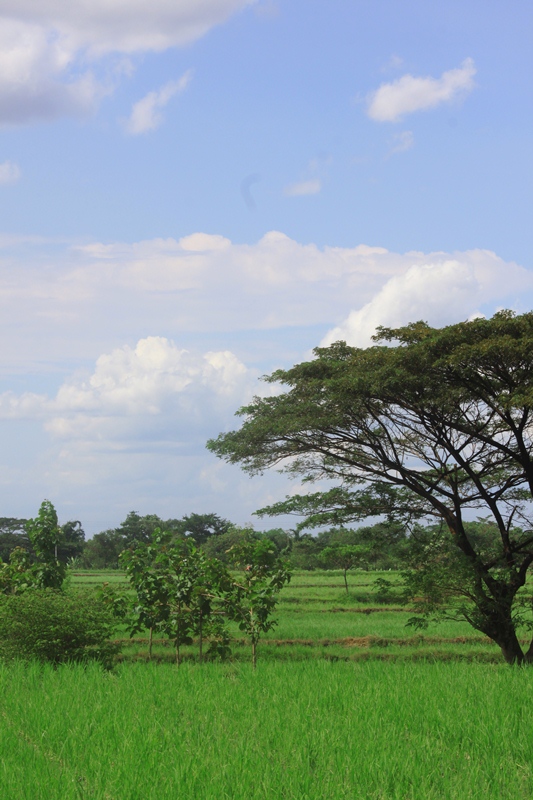 Sawah di surga