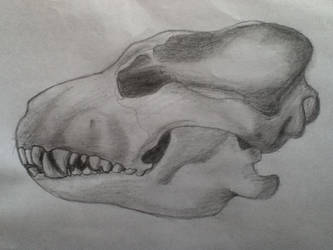 Dog skull