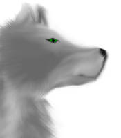 a wolf... full view please