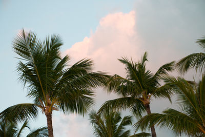 Palm trees in the clouds
