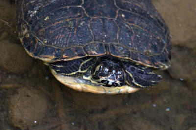 Freshwater turtle