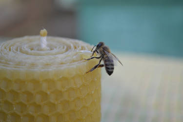 Bee on candle