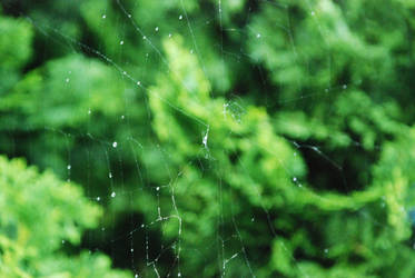 Cobweb after Rain