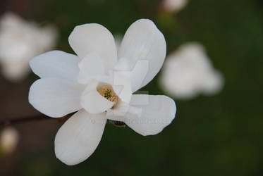 white flower