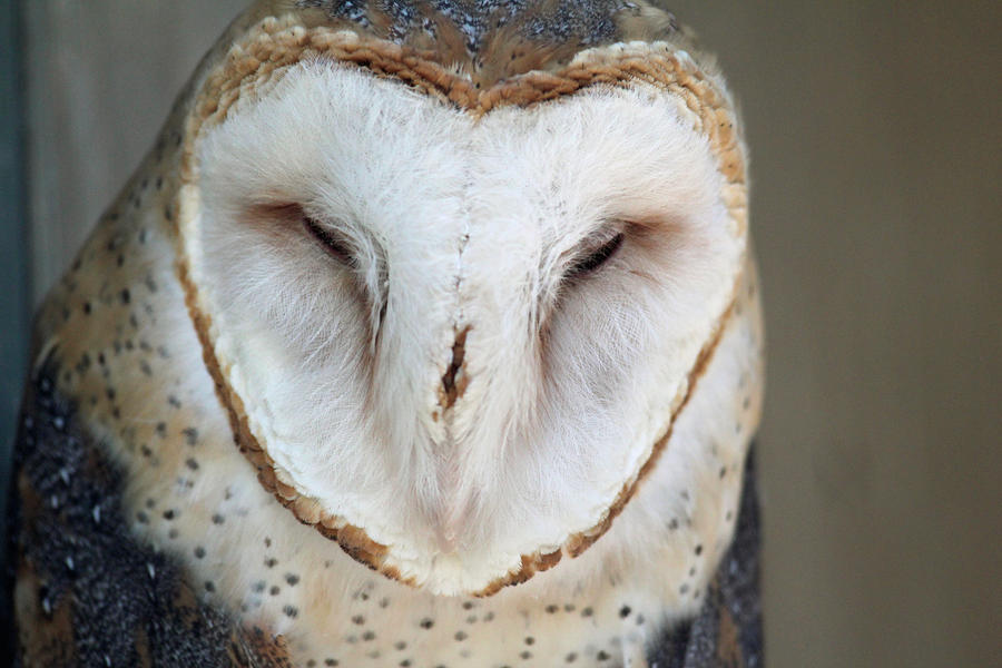 Barn owl