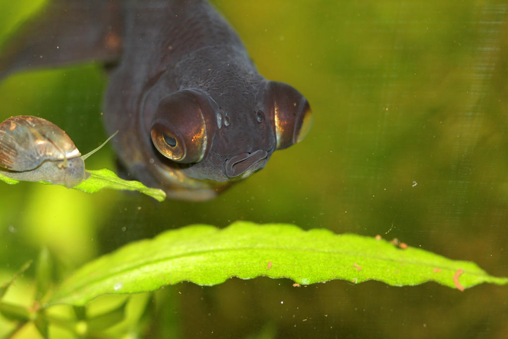 grumpy fish by FishPanda on DeviantArt