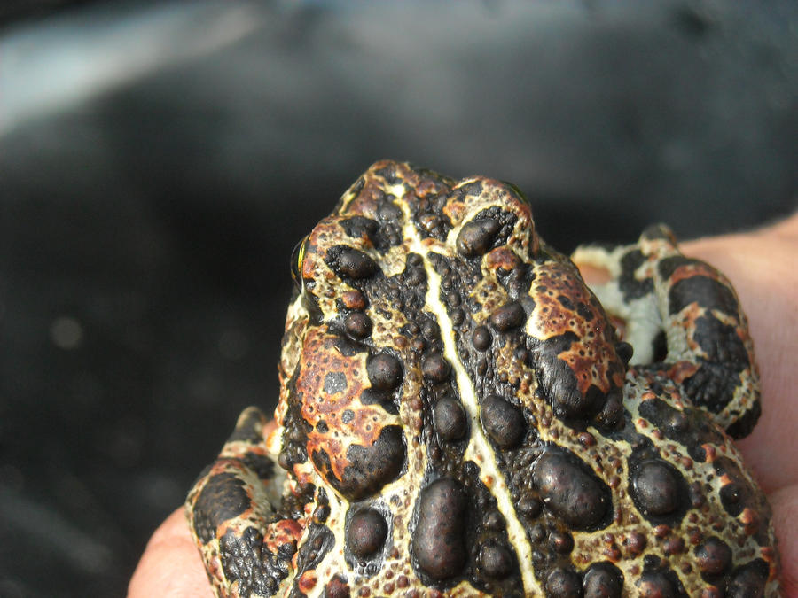 wartz by aquafini on DeviantArt