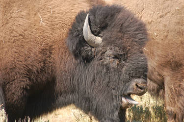 punk bison