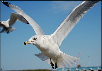 Gull In Flight