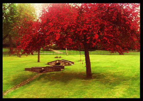 Kiss Under Our Tree