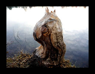 Beaver sculptor