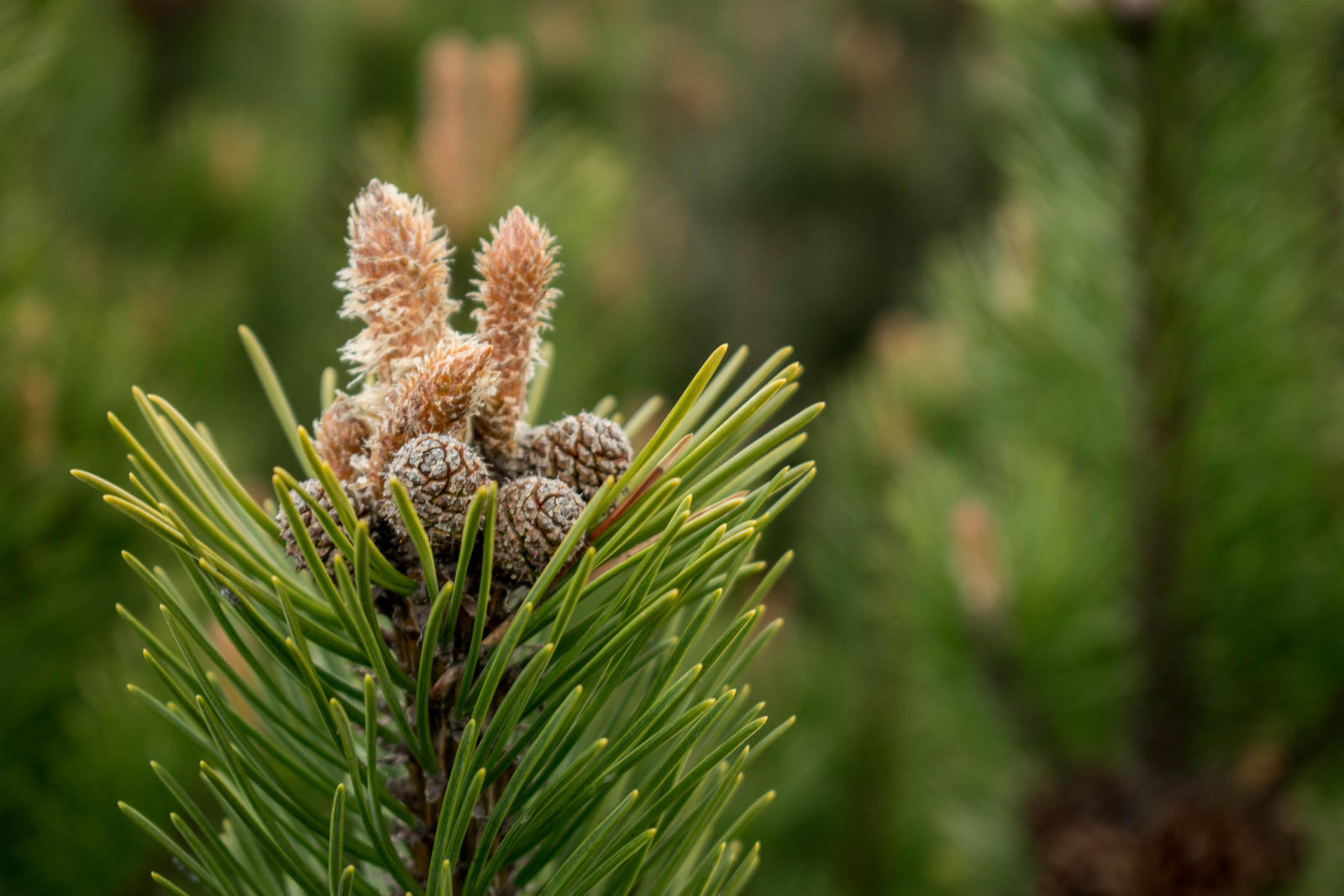 A branch with small pinecones