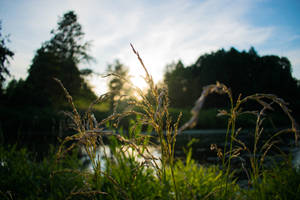 Grass in the sun