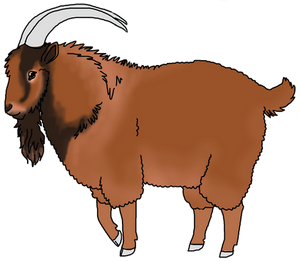 AR's Spiced Impact - male - altai mountain goat