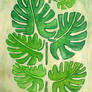 Monstera