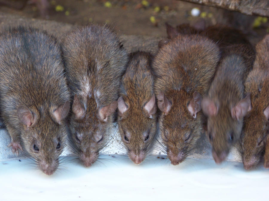 Row of Rats by Ilikethefair on DeviantArt