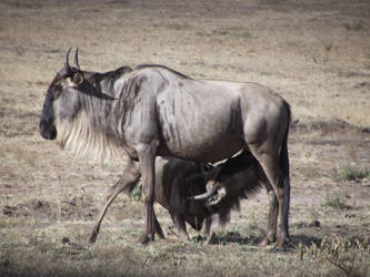 Wildebeest baby